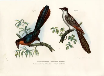 Gesztenyés mellű Malkoha, 1864